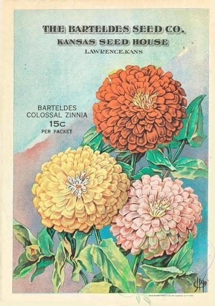 zinnia seeds catalog